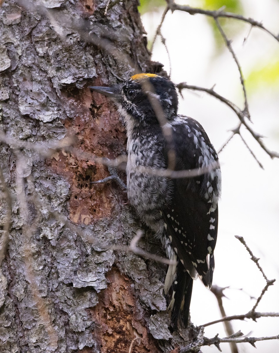 American Three-toed Woodpecker (Northwest) - ML645427899