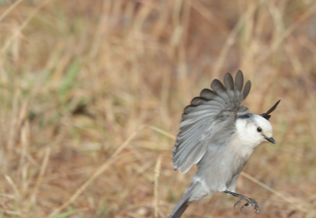 Canada Jay - ML645427900