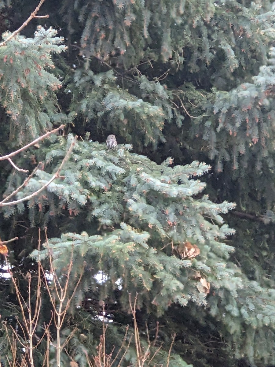 kulíšek mexický - ML645427901