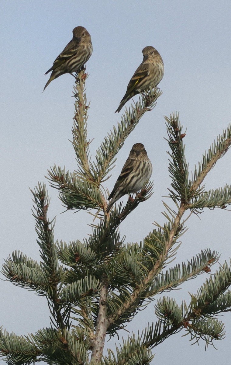 Pine Siskin - ML645427906