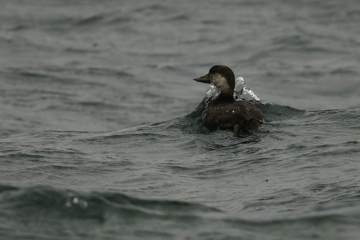 Black Scoter - ML645427907