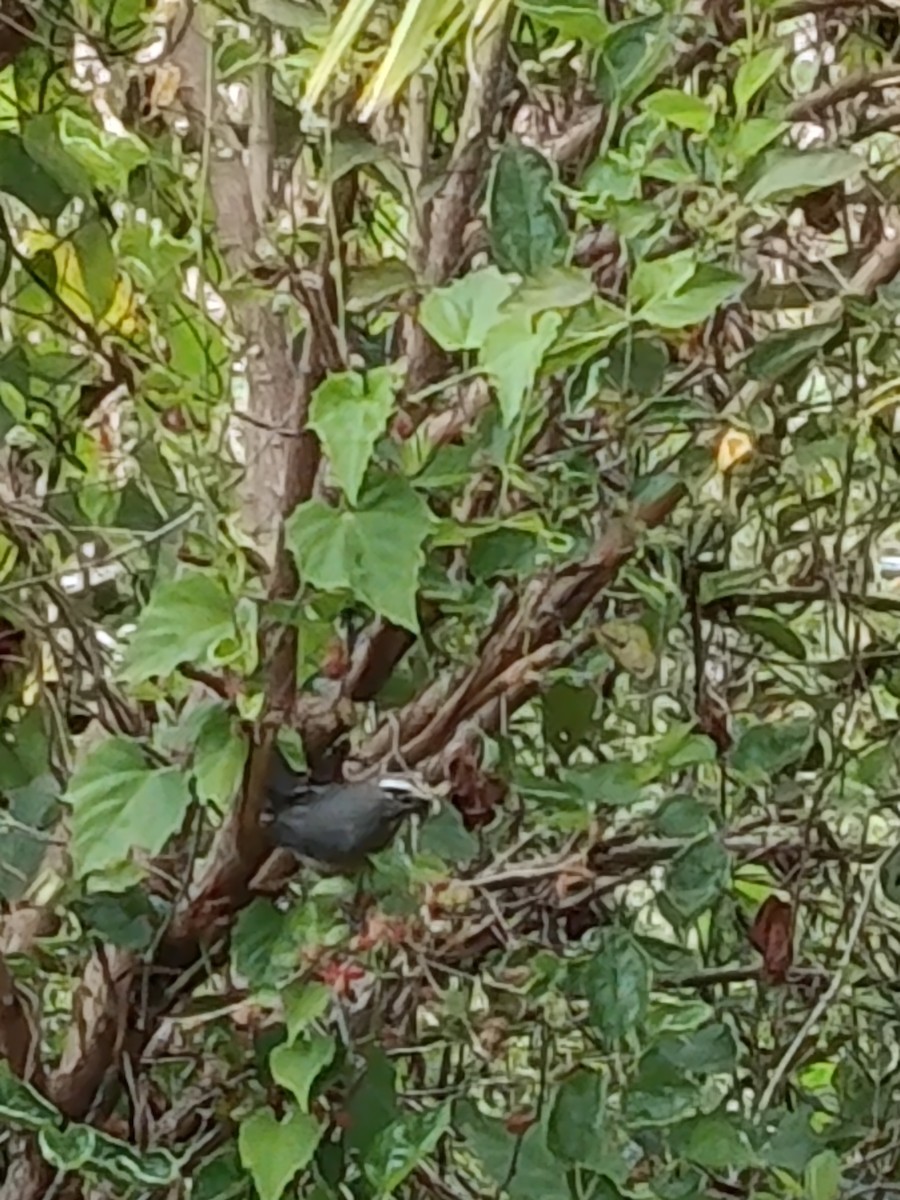 Cinnamon-bellied Saltator - ML645427909