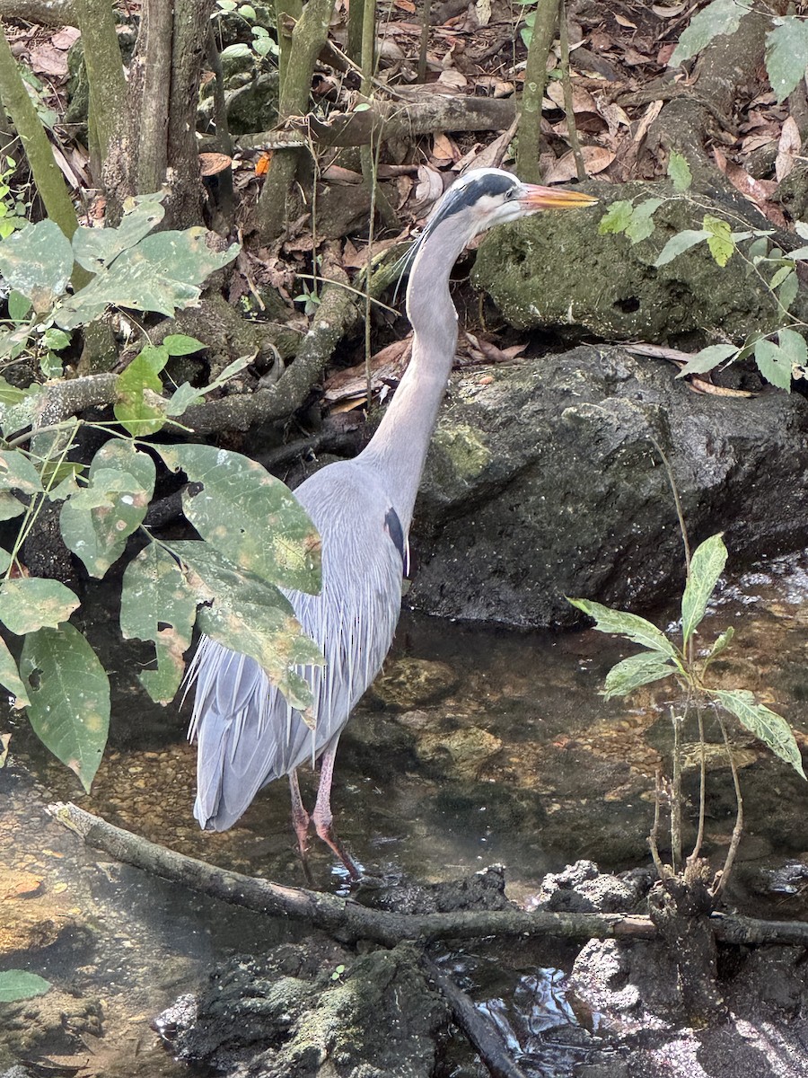 Garza Azulada - ML645427921