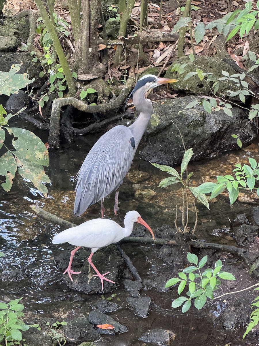 Garza Azulada - ML645427922