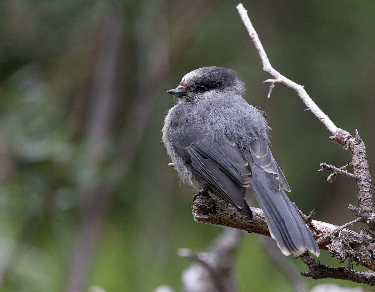 Canada Jay (Boreal) - ML645427923