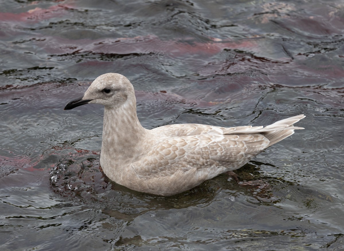 Glaucous-winged Gull - ML645427924