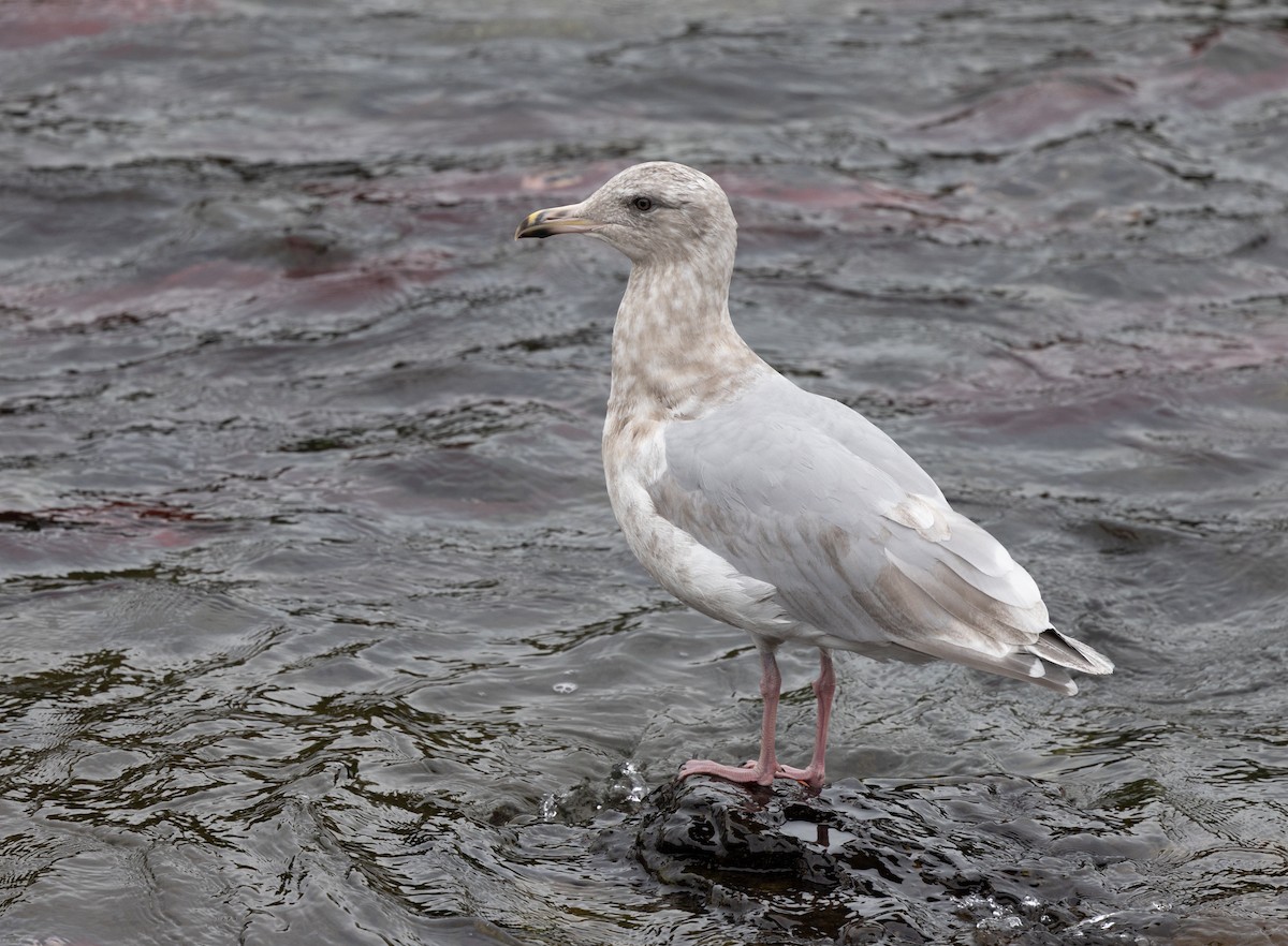 Glaucous-winged Gull - ML645427925
