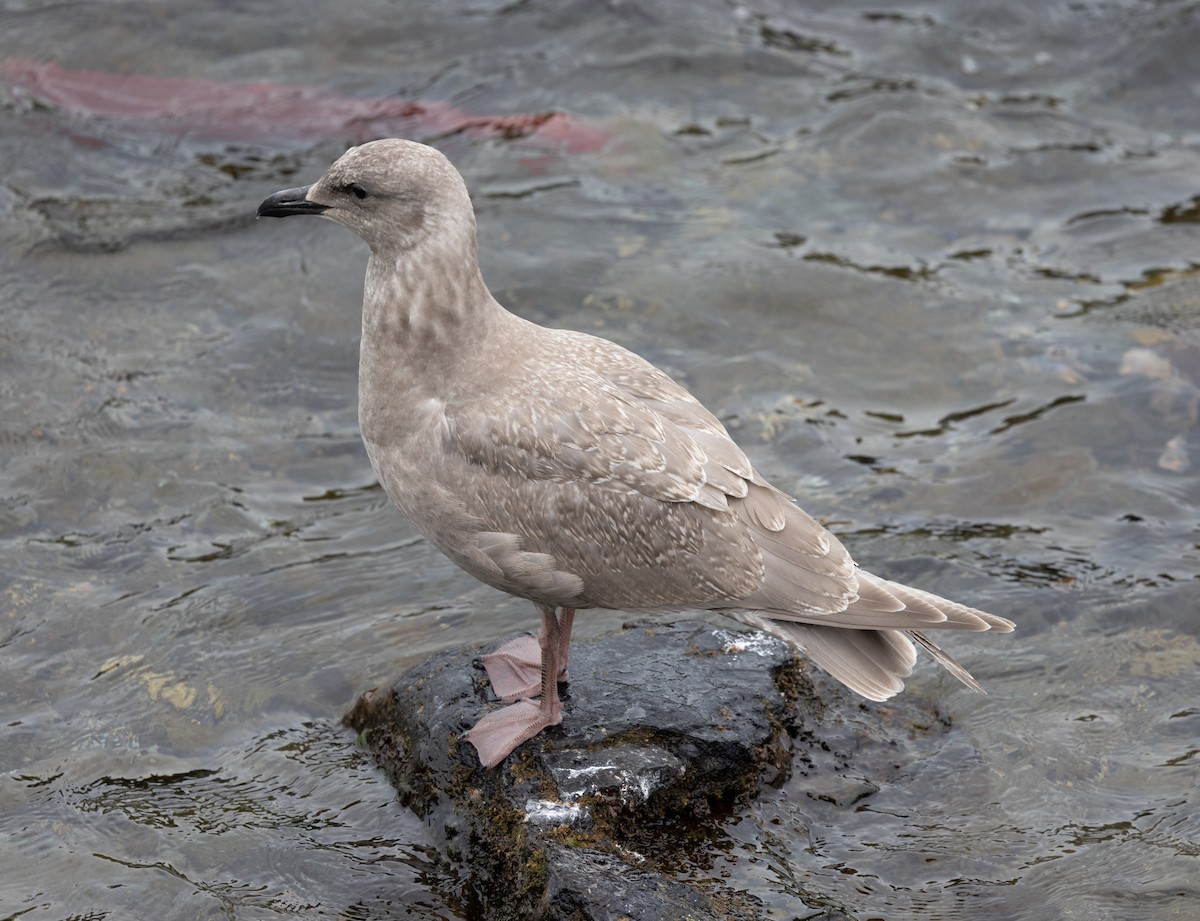 Glaucous-winged Gull - ML645427926