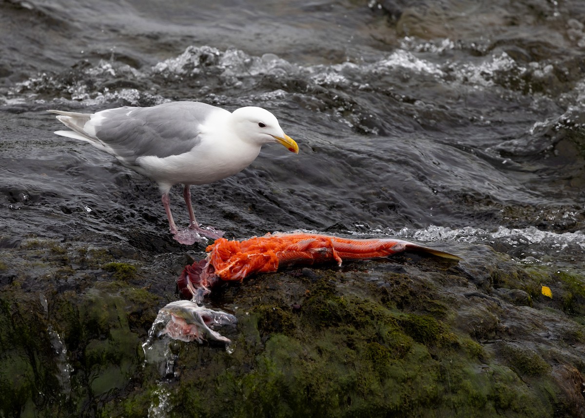 Glaucous-winged Gull - ML645427927