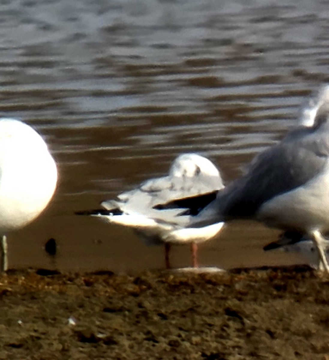 Bonaparte's Gull - ML645427929