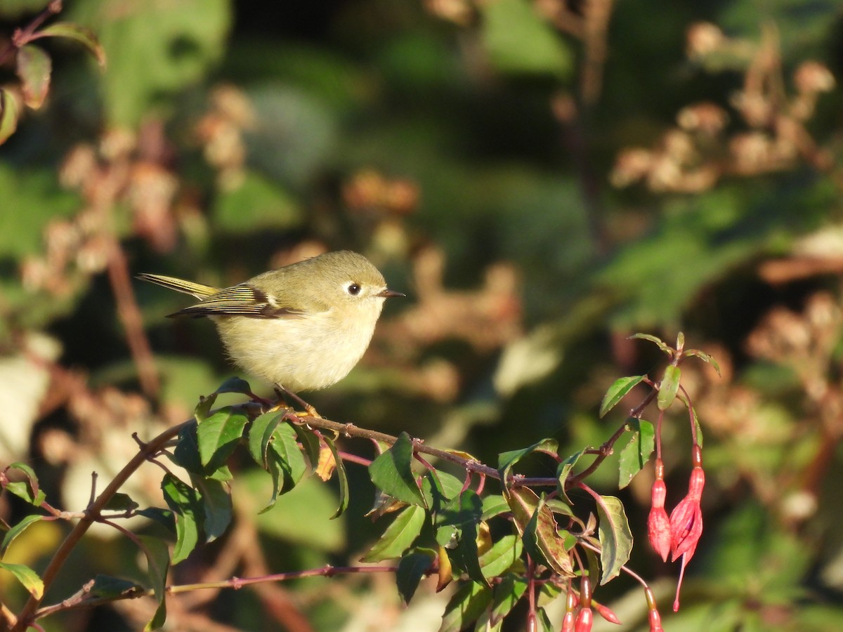 Ruby-crowned Kinglet - ML645427932