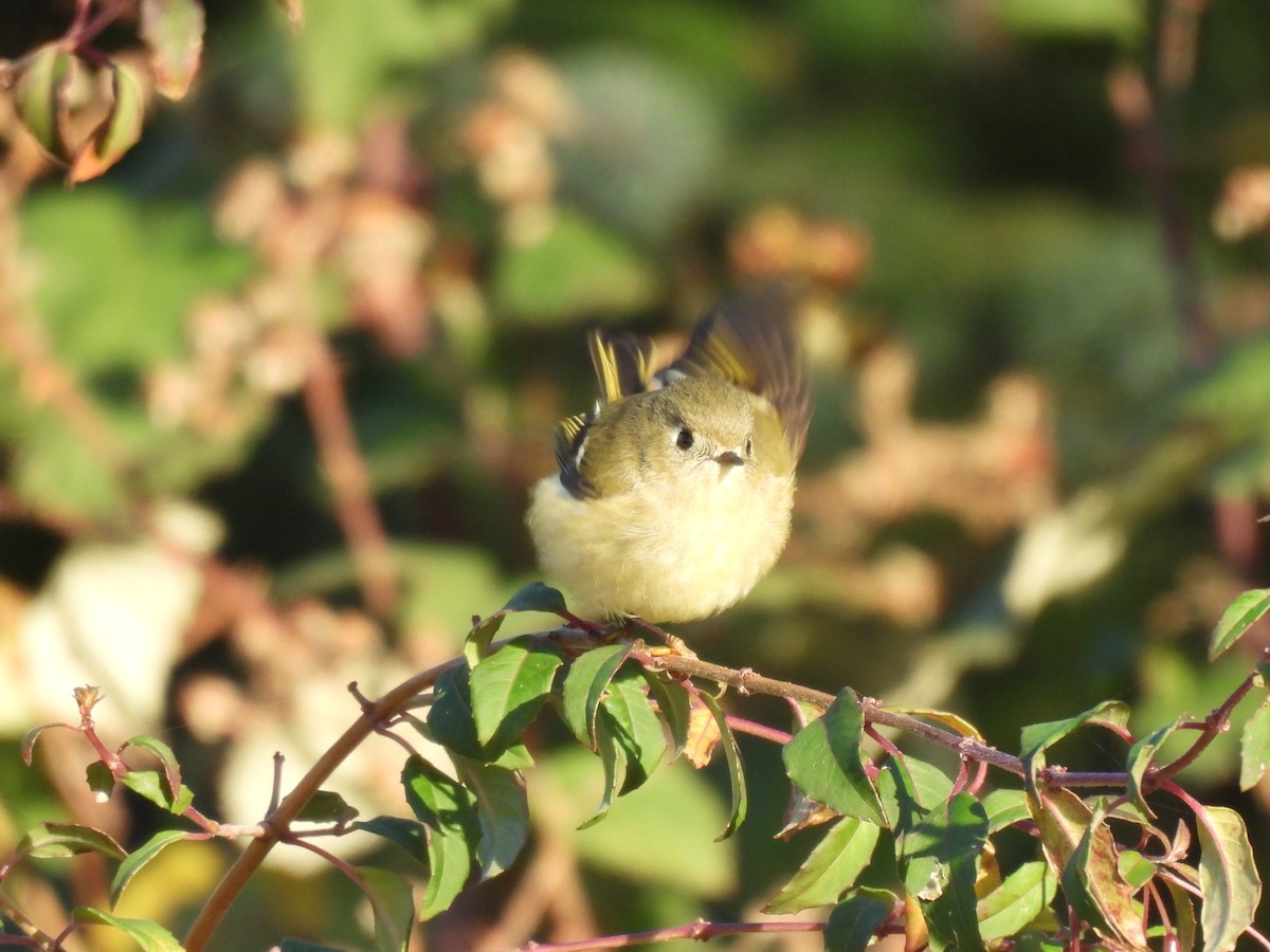 Ruby-crowned Kinglet - ML645427933