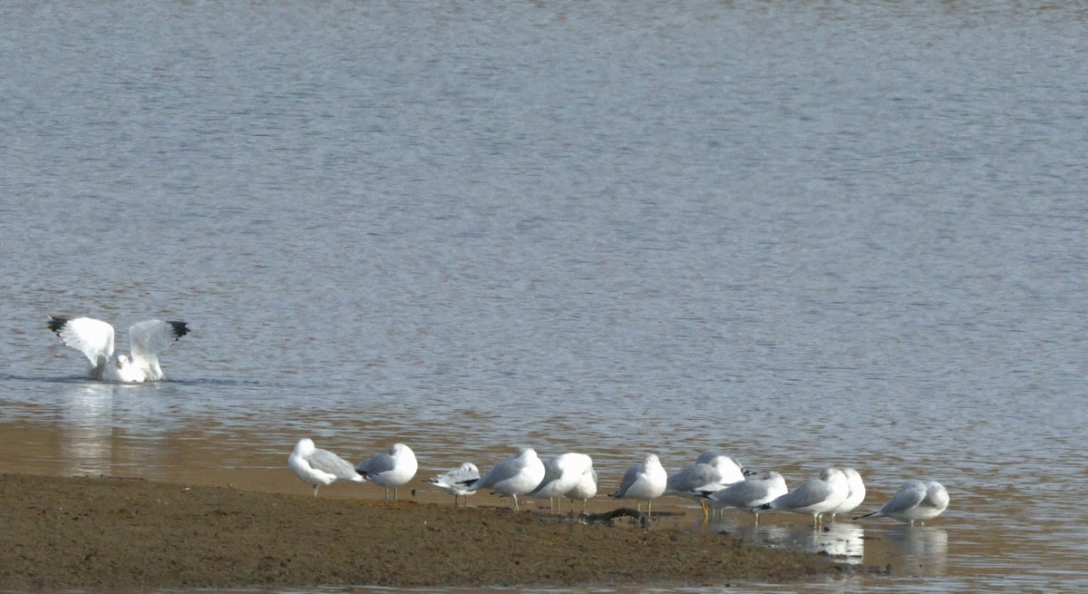 Ring-billed Gull - ML645427938