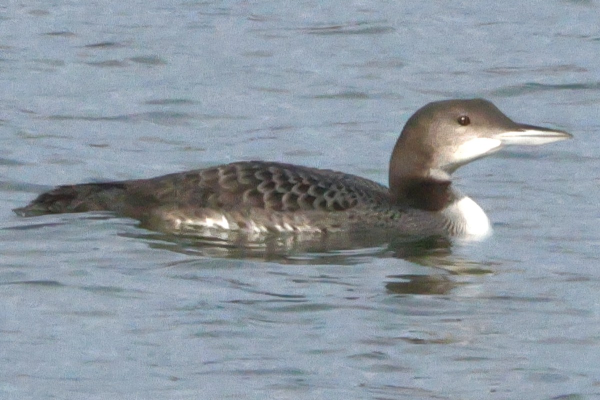 Common Loon - ML645427953