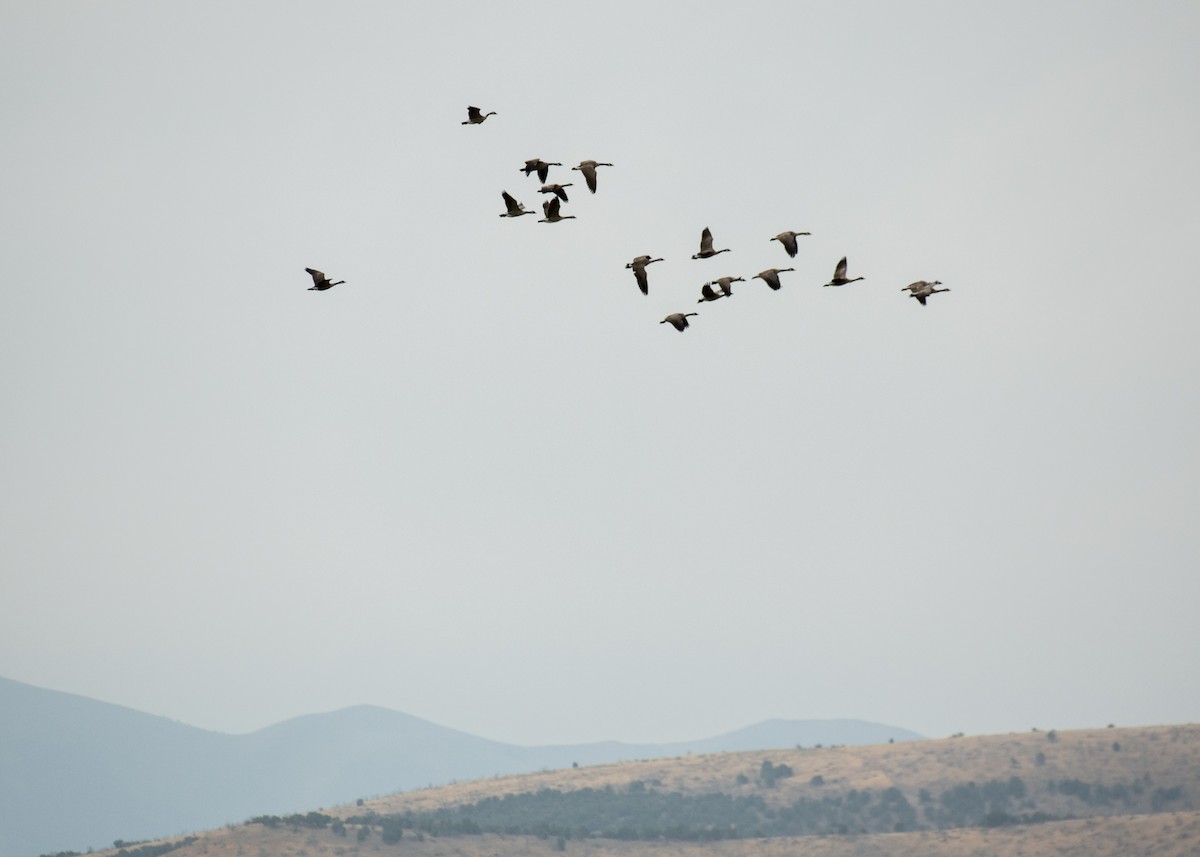 Canada Goose - ML645427957