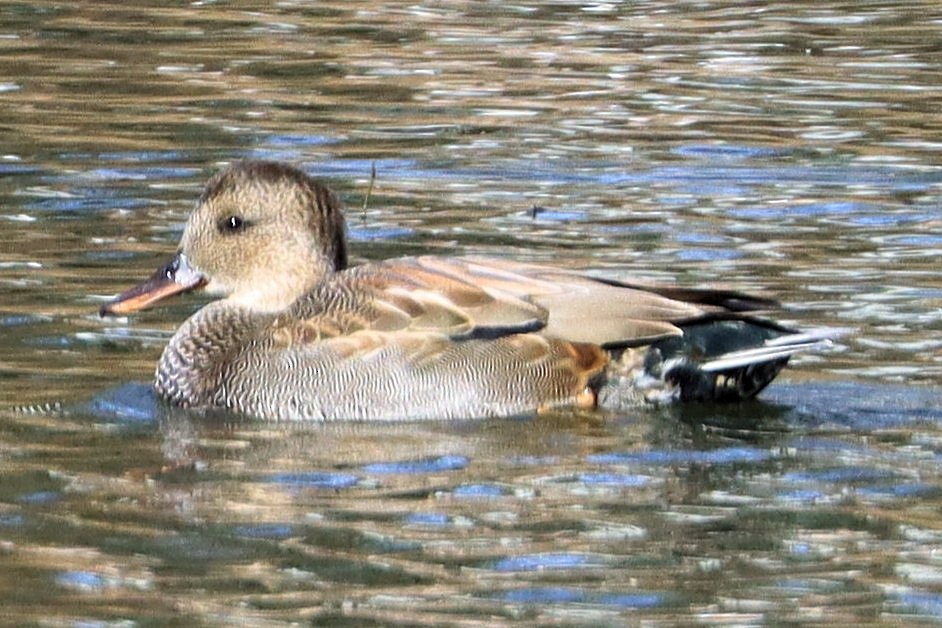 kopřivka obecná - ML645427959