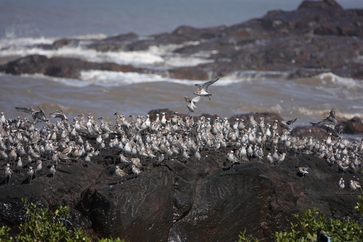 Broad-billed Sandpiper - ML645427962