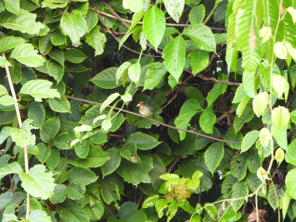 rødkroneblomsterfugl - ML645427968