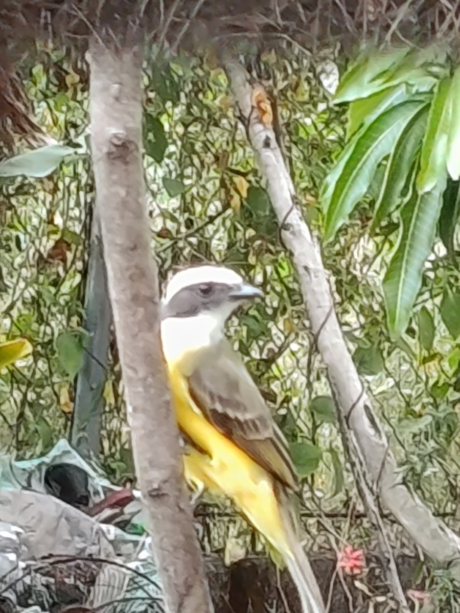 Sosyal Tiran - ML645427978