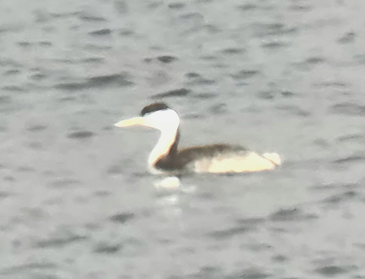 Clark's Grebe - ML645427980