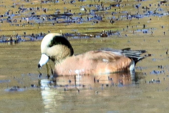 アメリカヒドリ - ML645427981