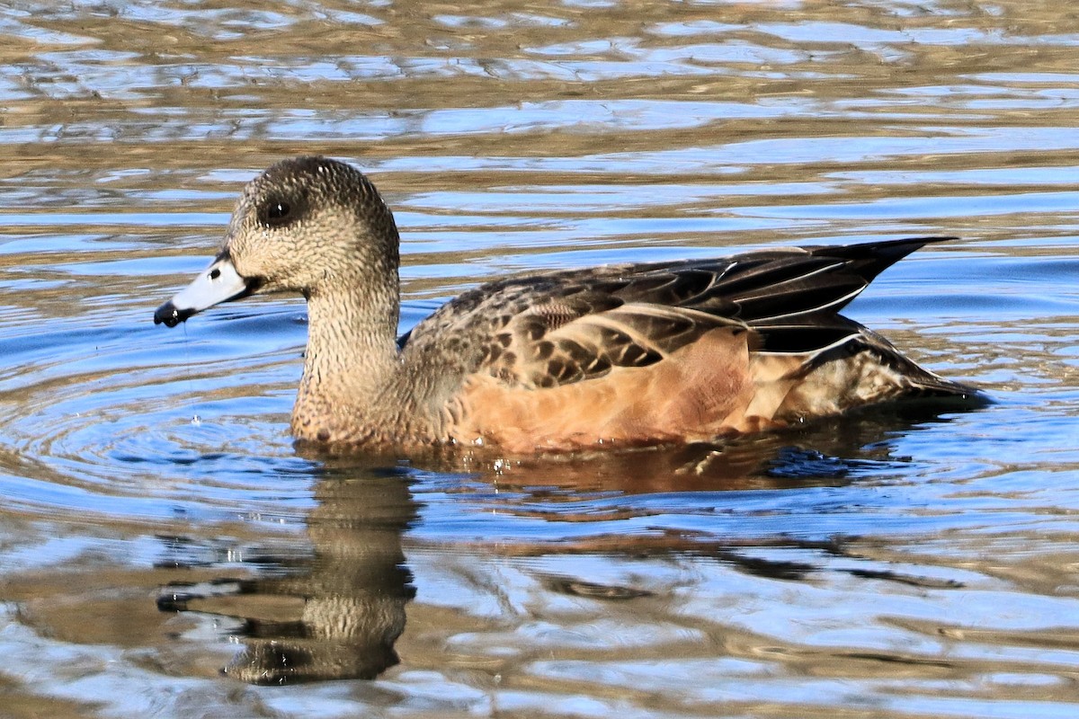 アメリカヒドリ - ML645427982