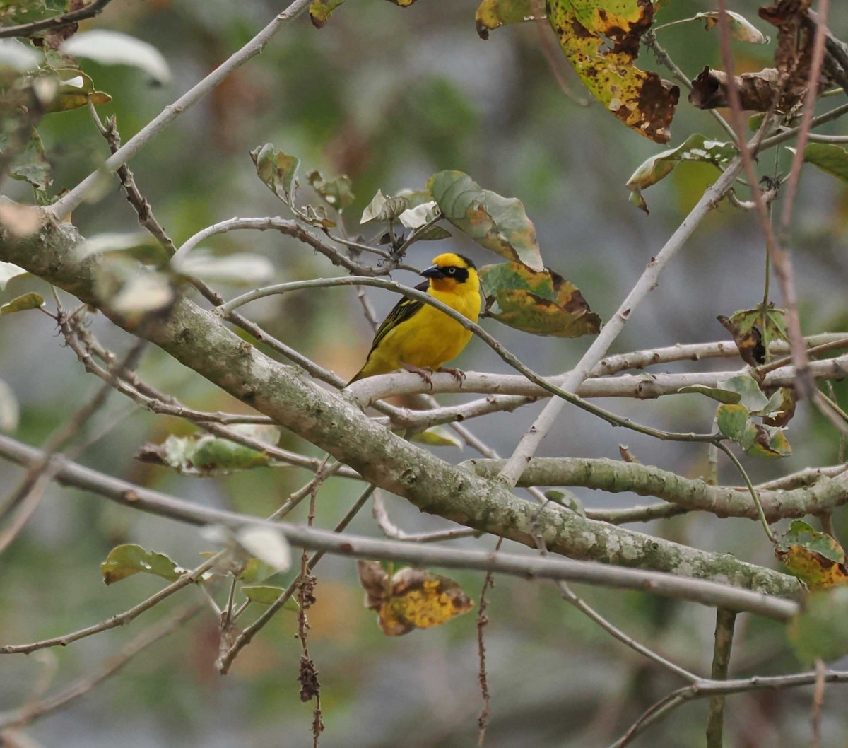 Tejedor Baglafecht - ML645427985