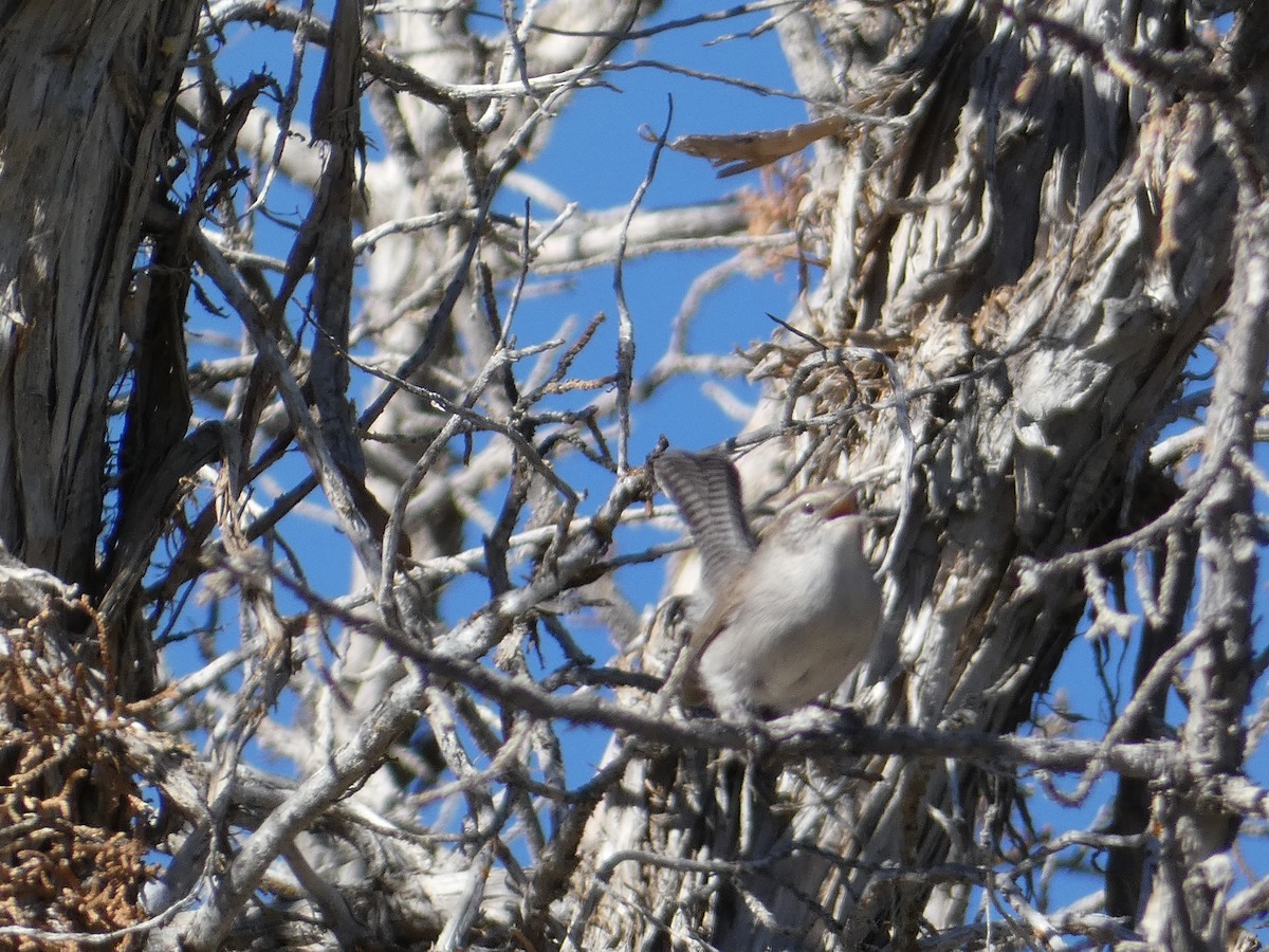 Підбуреник - ML645427986