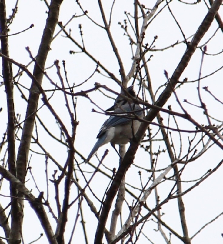 Blue Jay - ML645427988