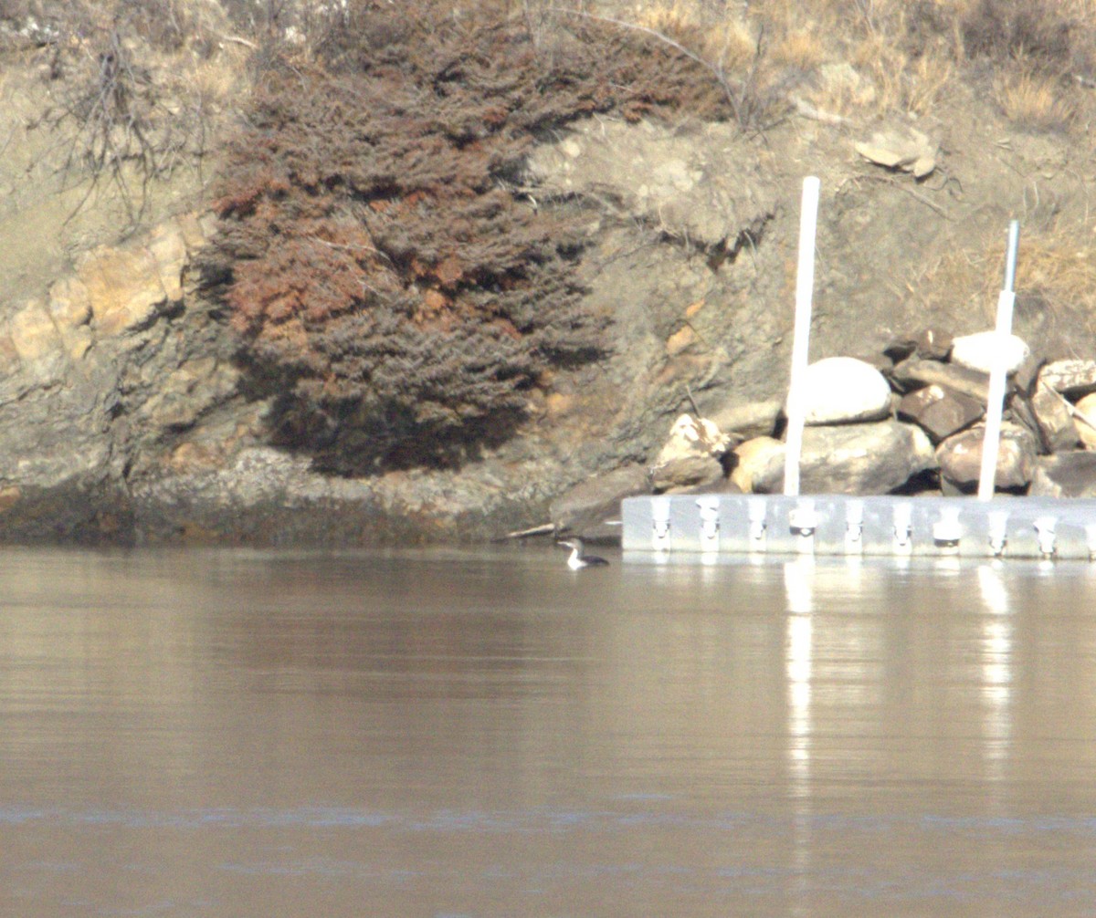 Pacific Loon - ML645427990