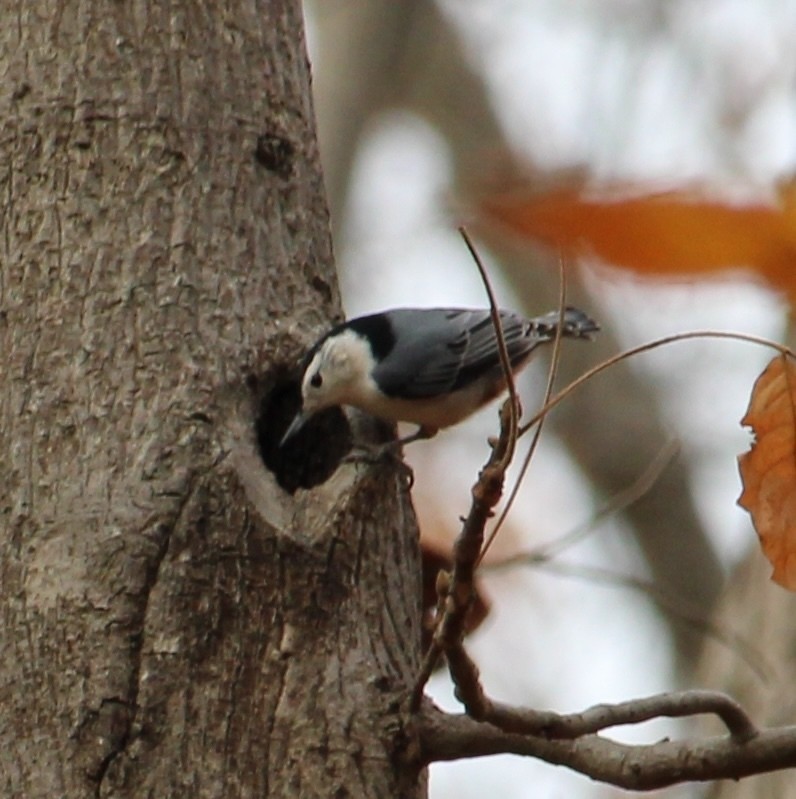 Sittelle à poitrine blanche - ML645427991