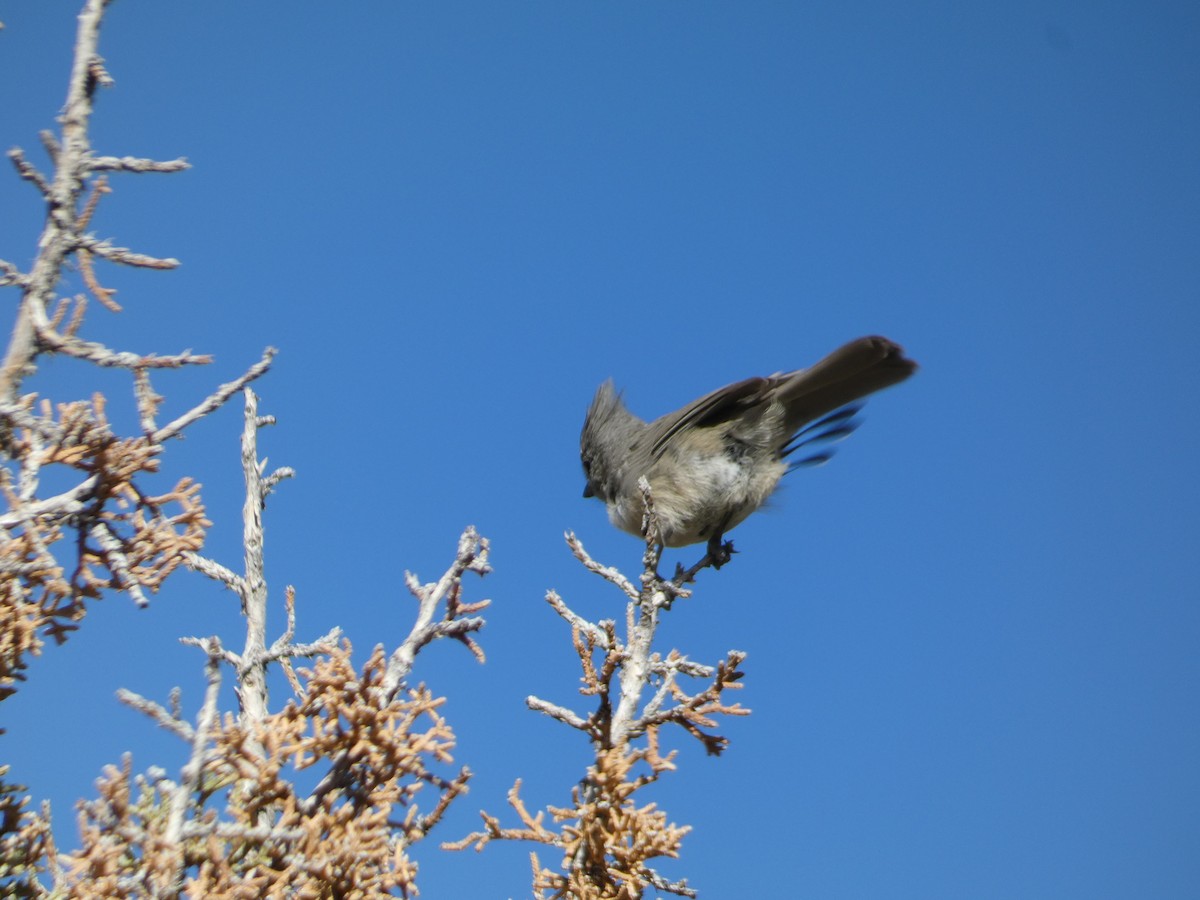 ヒガシハイエボシガラ - ML645427993