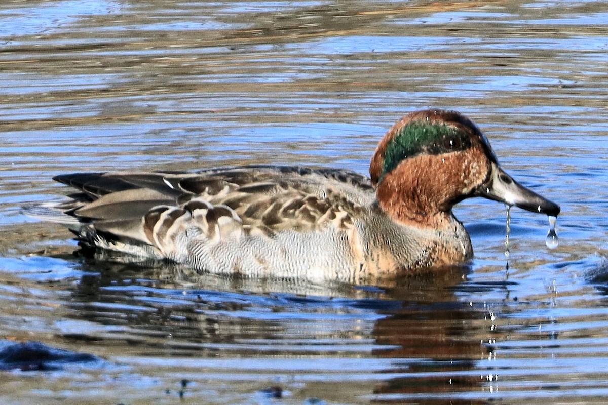 コガモ - ML645428005