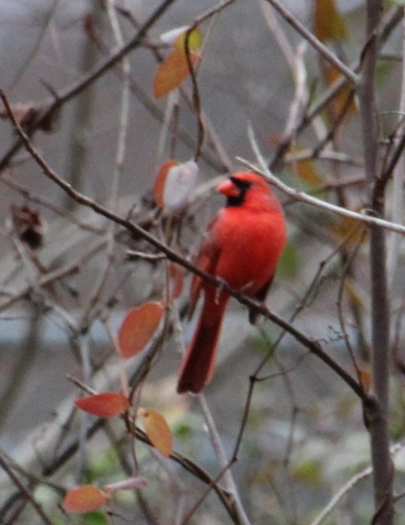 Northern Cardinal - ML645428007