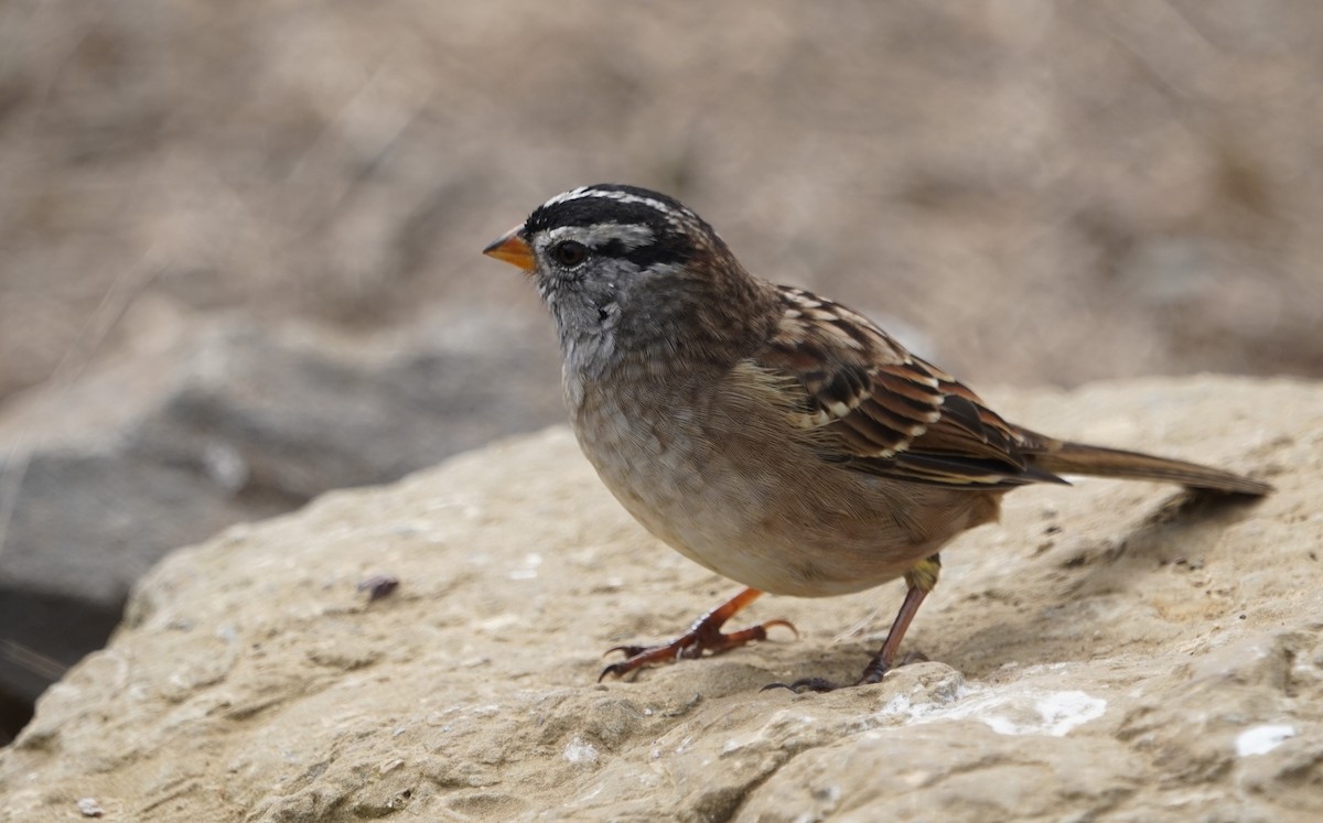 strnadec bělopásý - ML645428008