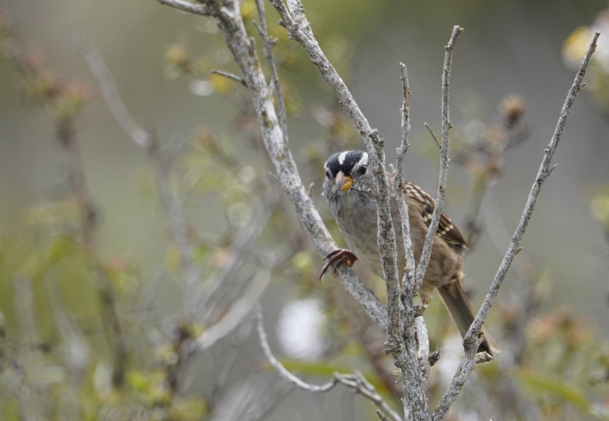 strnadec bělopásý - ML645428009