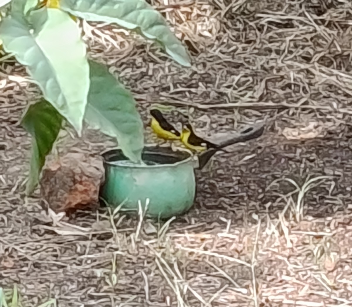 Lesser Goldfinch - ML645428010