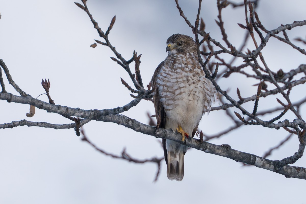 Канюк ширококрилий - ML645428012