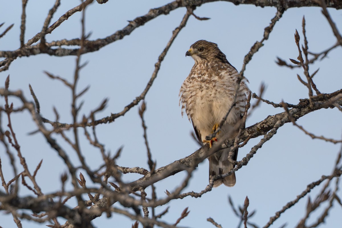 Канюк ширококрилий - ML645428013