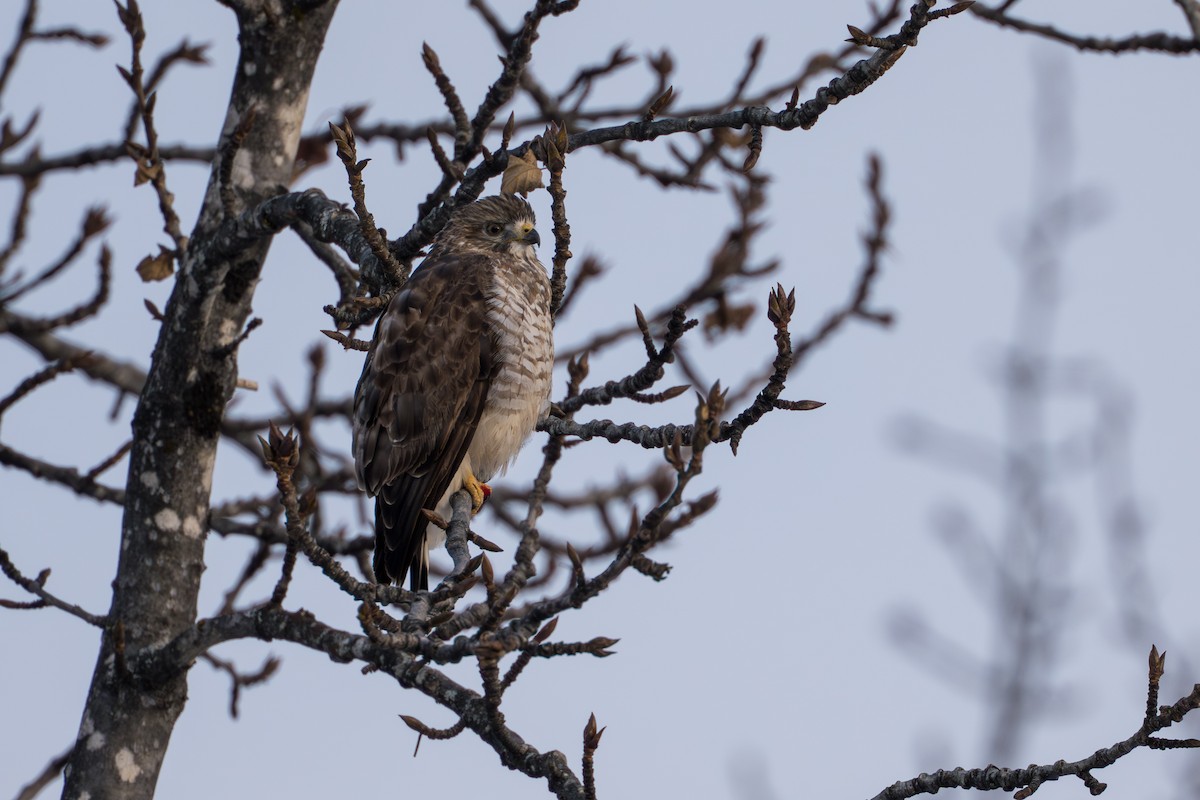 Канюк ширококрилий - ML645428015