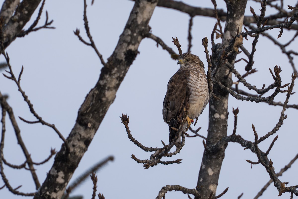 Канюк ширококрилий - ML645428016