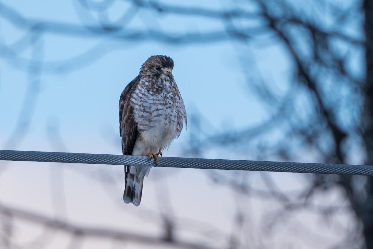 Канюк ширококрилий - ML645428017