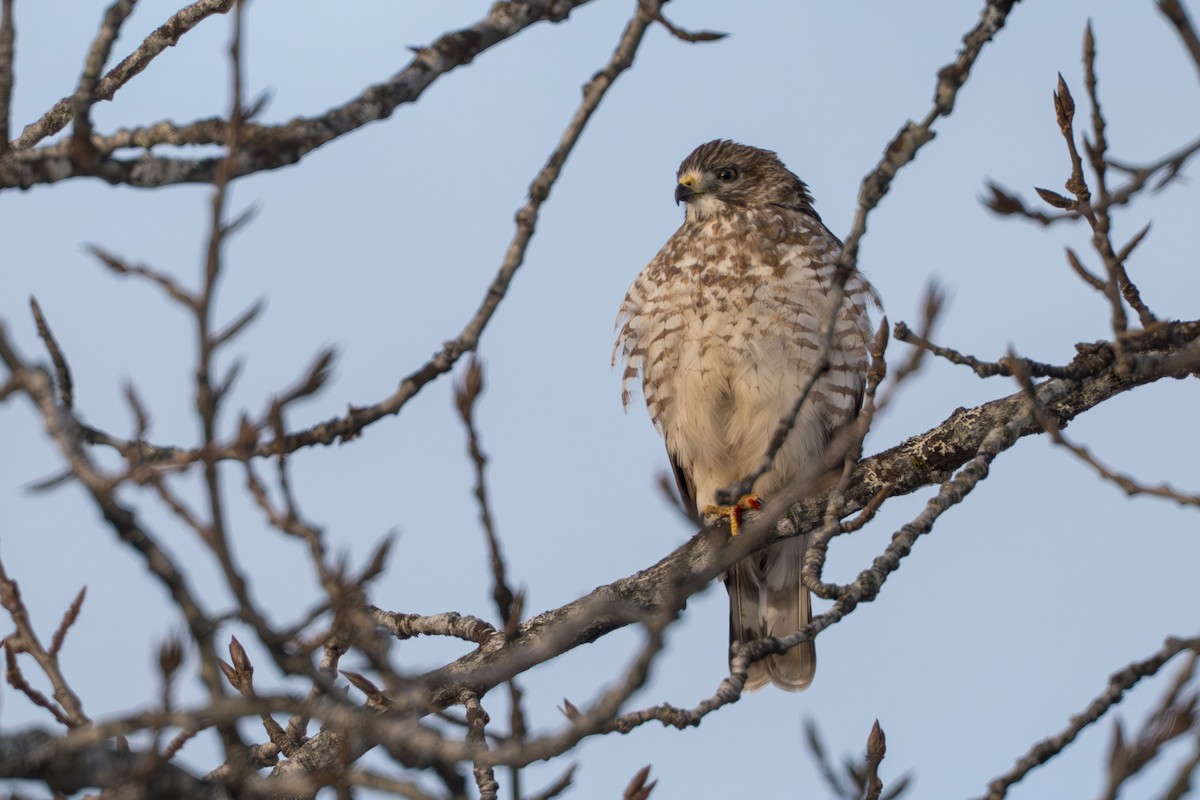 Канюк ширококрилий - ML645428018