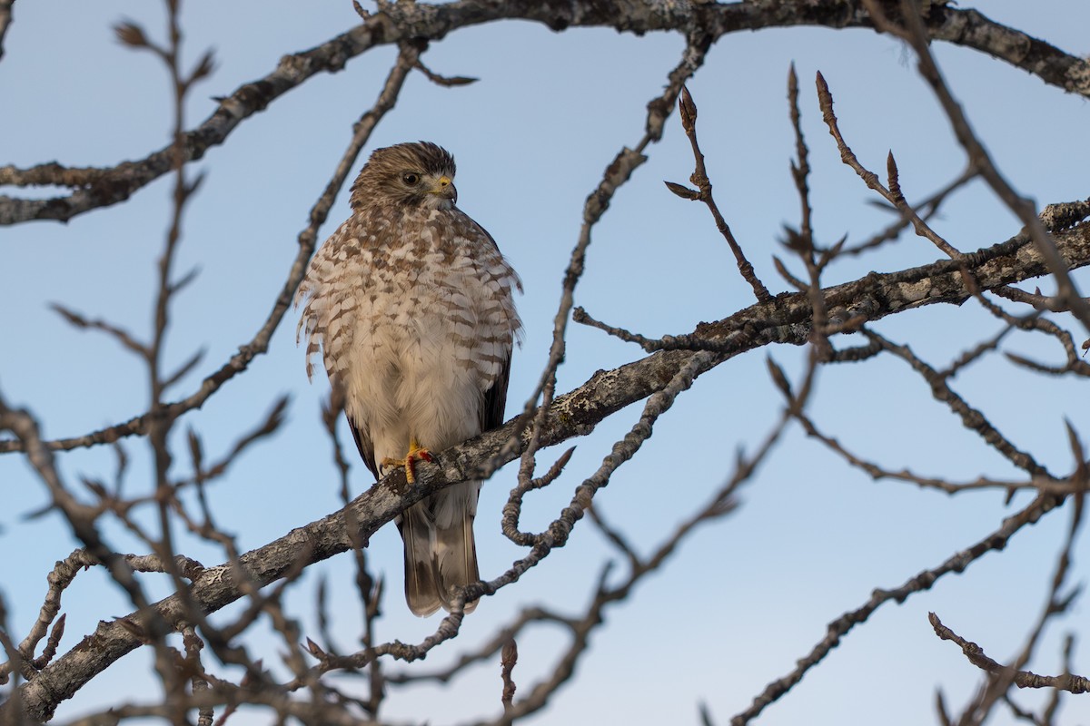 Канюк ширококрилий - ML645428019