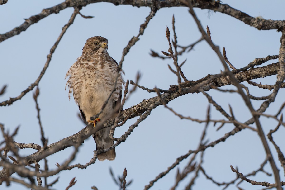 Канюк ширококрилий - ML645428020