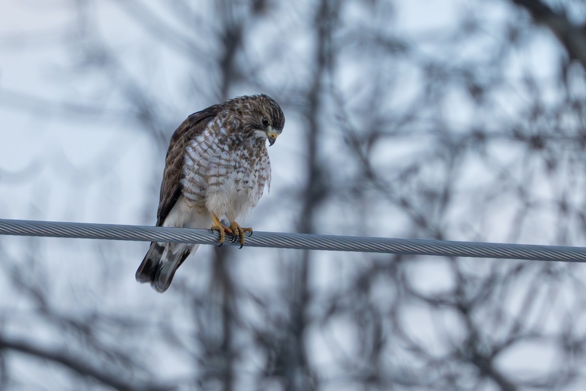 Канюк ширококрилий - ML645428021