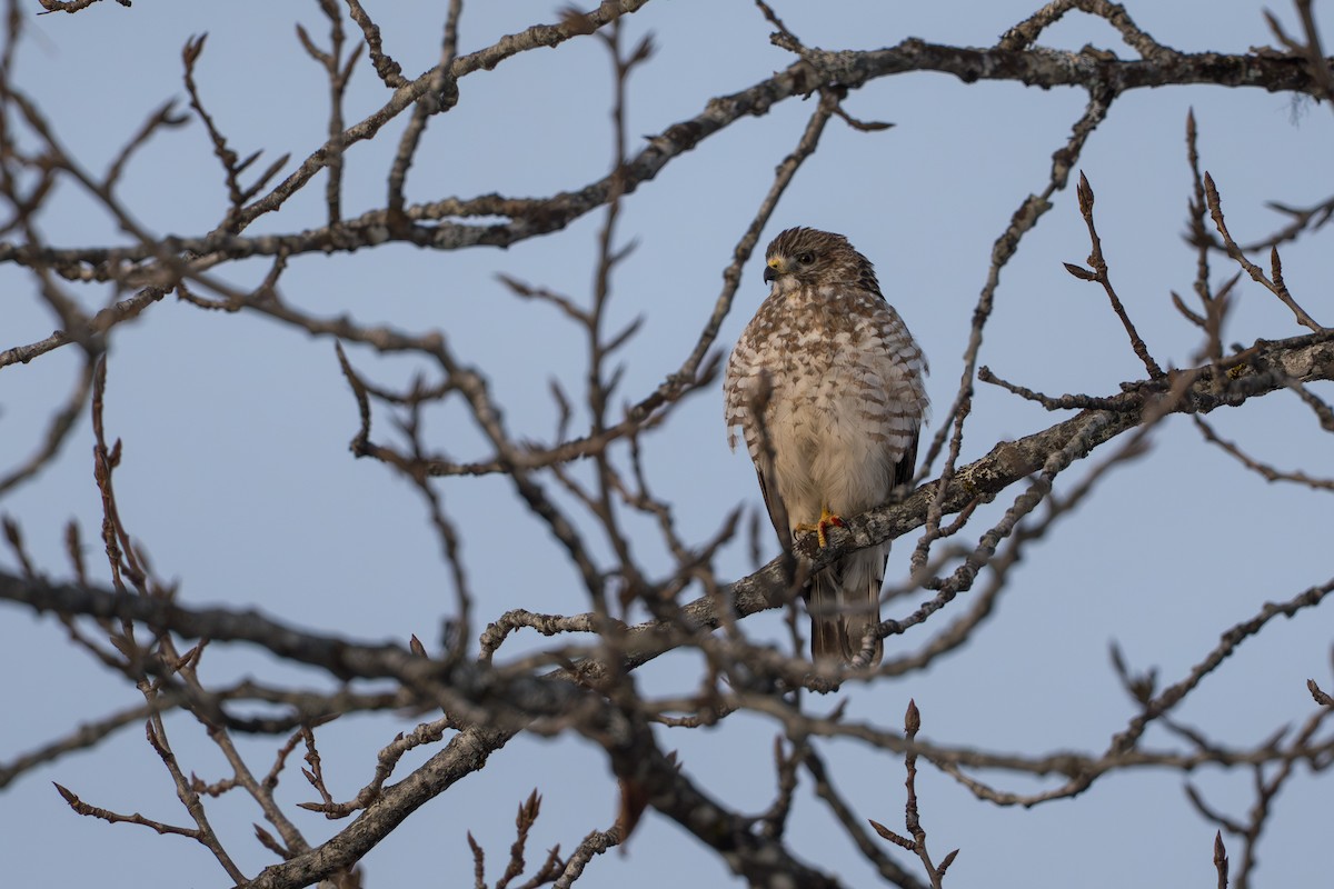 Канюк ширококрилий - ML645428022