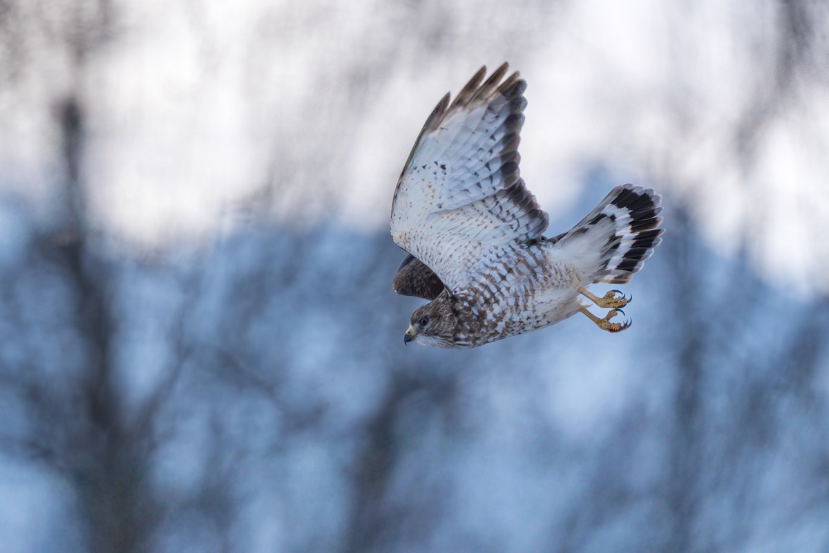 Канюк ширококрилий - ML645428023