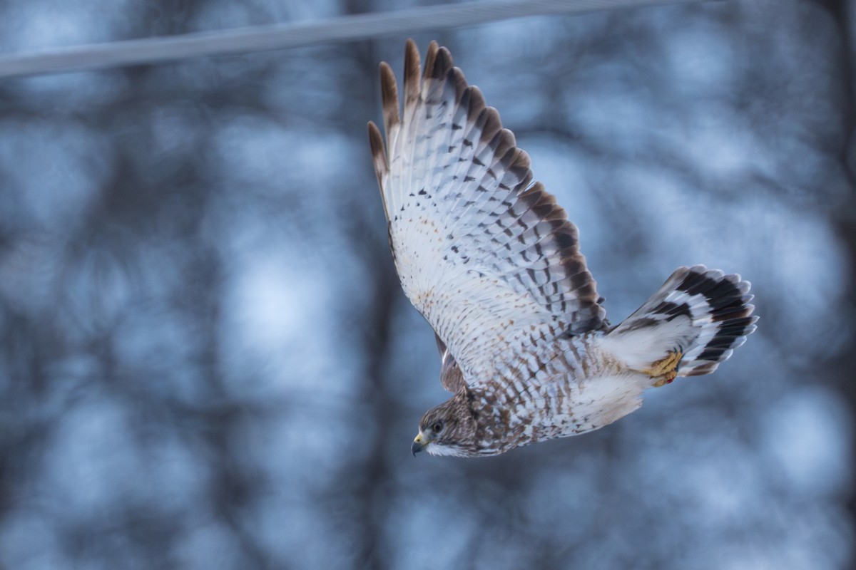 Канюк ширококрилий - ML645428024