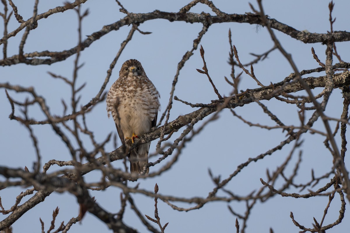 Канюк ширококрилий - ML645428025